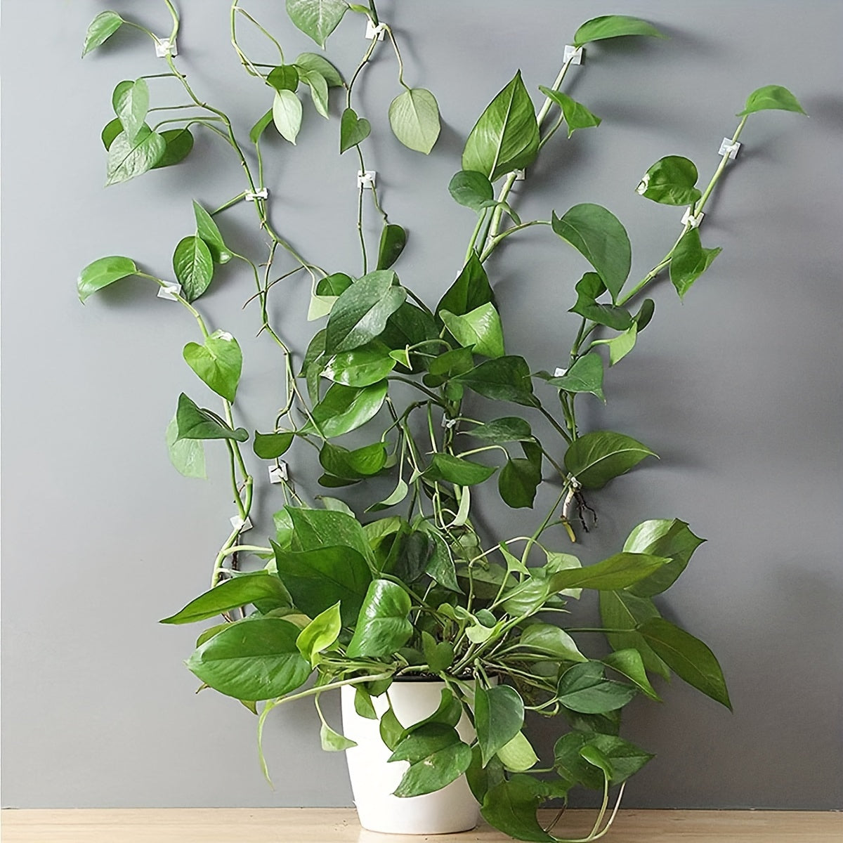 10pcs Plant Climbing Wall Fixture Clips, Self-Adhesive Hook Vines Traction Invisible Holder Supporting Wire Fixing, For Garden Wall Clip, Vines Fixing Clips Self-Adhesive Hook Plant Vine Traction For Indoor Outdoor Decoration