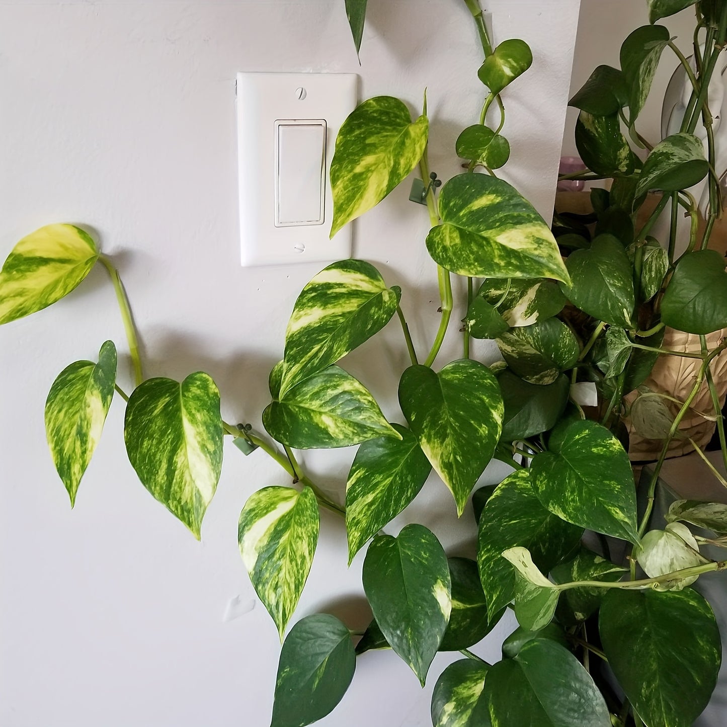 10pcs Plant Climbing Wall Fixture Clips, Self-Adhesive Hook Vines Traction Invisible Holder Supporting Wire Fixing, For Garden Wall Clip, Vines Fixing Clips Self-Adhesive Hook Plant Vine Traction For Indoor Outdoor Decoration
